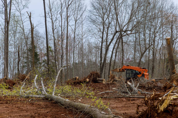 Trusted New Egypt, NJ Tree Removal Services Experts