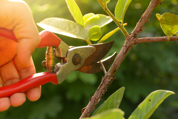 Best Storm Damage Tree Cleanup  in New Egypt, NJ